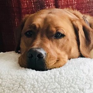 Meet your Posher, Carla